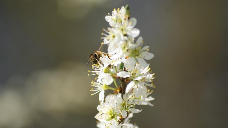 Free stock image of Bee Pollinating created by Pixabay