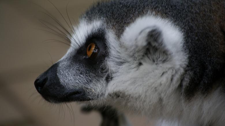 Free stock image of Wild Lemur created by Pixabay