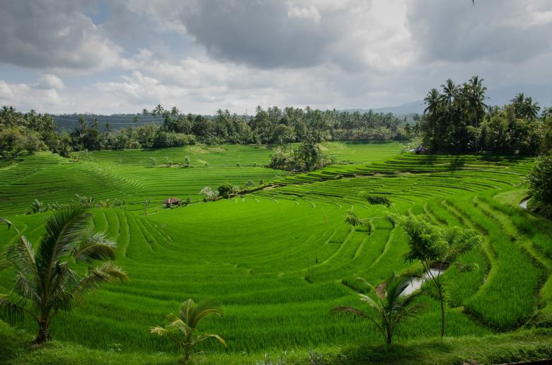 Free stock image of Rice Terraces created by Pixabay