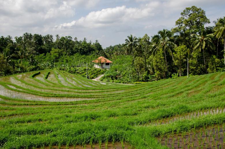 Free stock image of Rice Terraces created by Pixabay