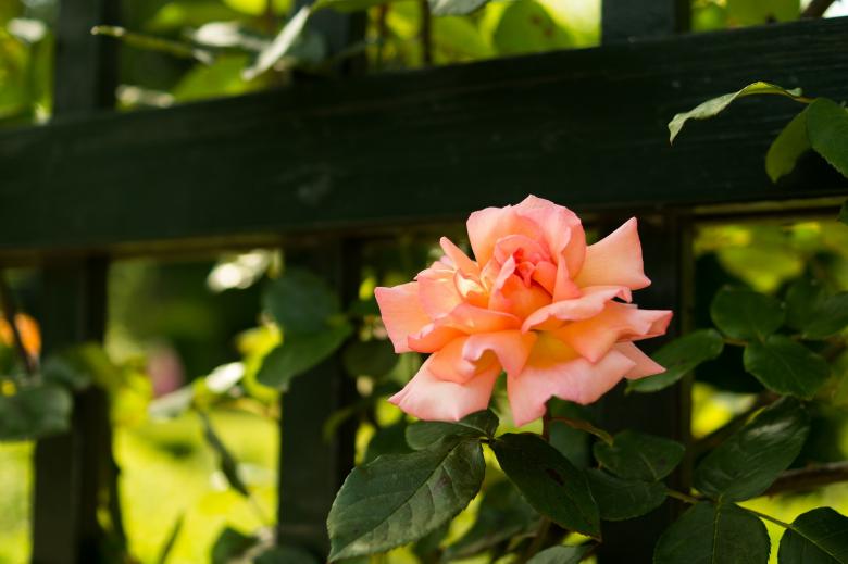 Free stock image of Fresh Rose created by Pixabay