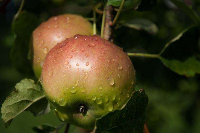 Free stock image of Fresh Apples created by Pixabay