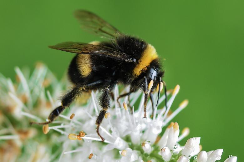 Free stock image of Bee on the Flower created by Pixabay