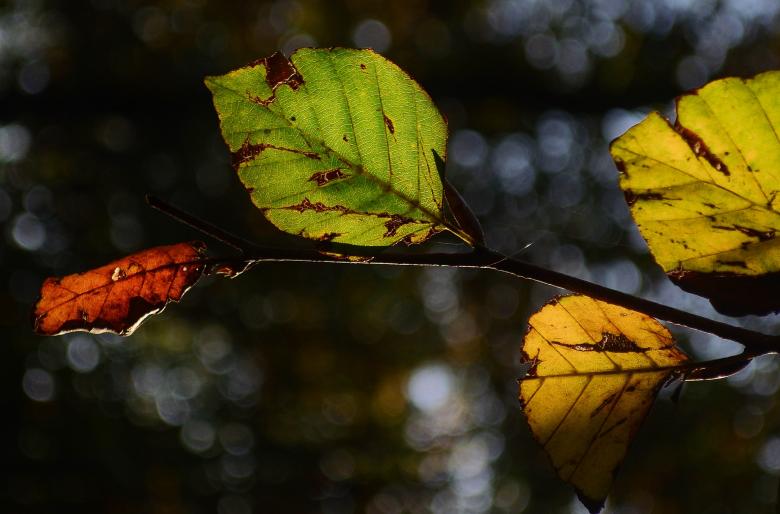 Free stock image of Dry Leaves created by Pixabay