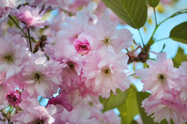 Free stock image of Pink Flowers created by Pixabay
