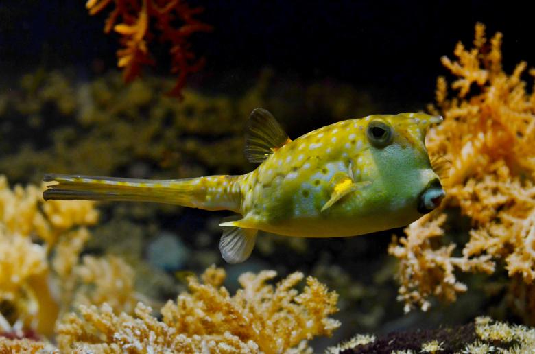 Free stock image of Blowfish in the Ocean created by Pixabay
