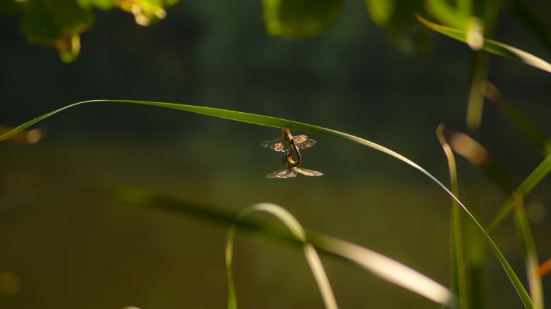 Free stock image of Dragonfly Closeup created by Pixabay