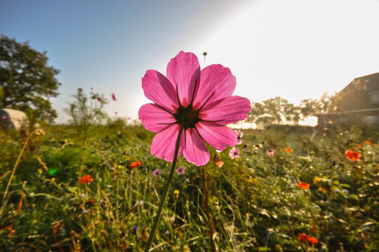 Free stock image of Flowers in the Garden created by Pixabay