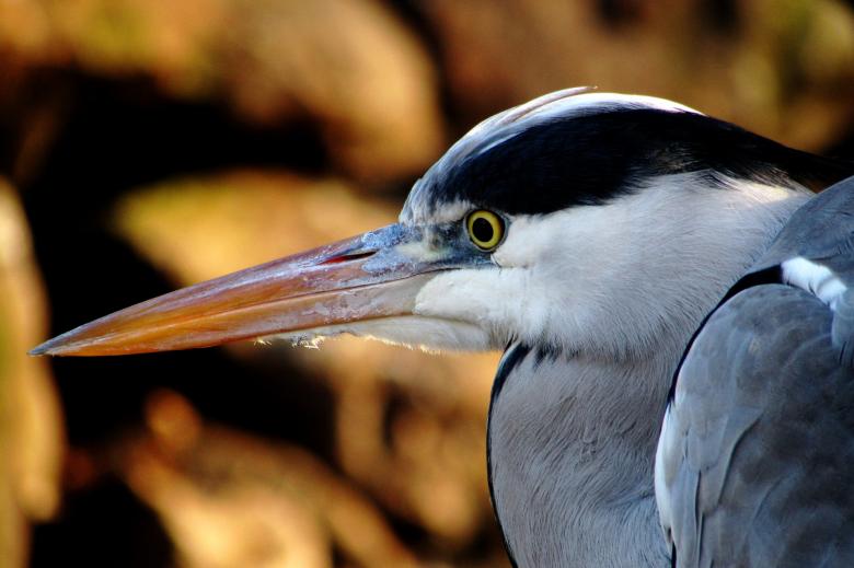 Free stock image of Wild Heron created by Pixabay