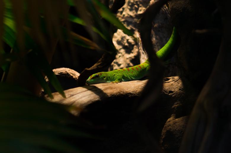 Free stock image of Green Lizard created by Pixabay