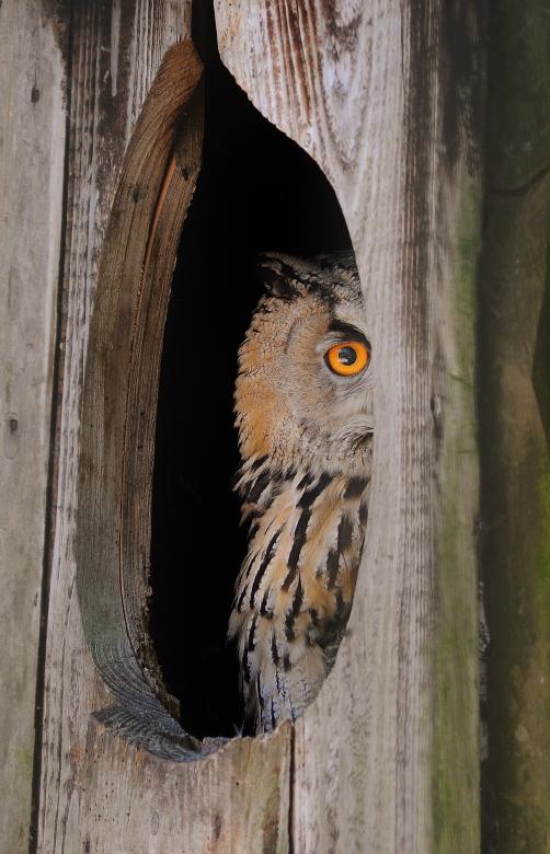 Free stock image of Wild Owl created by Pixabay