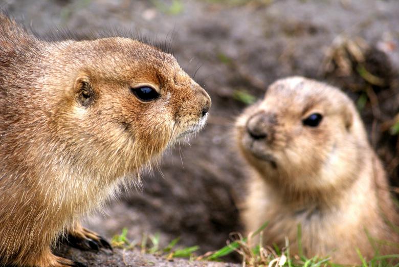 Free stock image of Two Prairie Dogs created by Pixabay