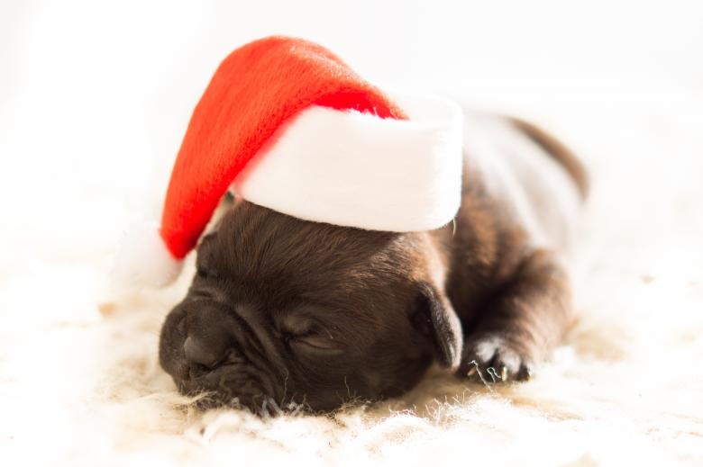 Free stock image of Christmas Pup created by Pixabay