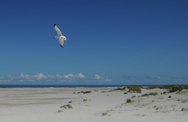 Free stock image of Flying Seagull created by Pixabay