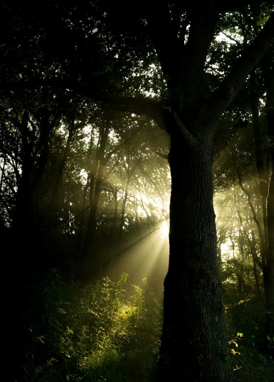Free stock image of In the Woods created by Pixabay