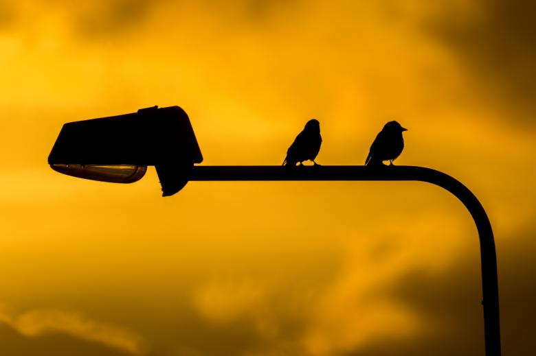 Free stock image of Birds at Sunset created by Pixabay