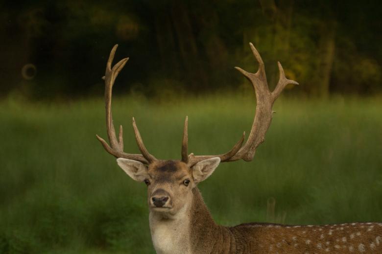Free stock image of Wild Deer created by Pixabay