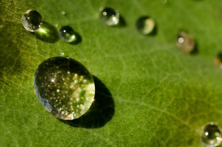 Free stock image of Drops on the Leave created by Pixabay