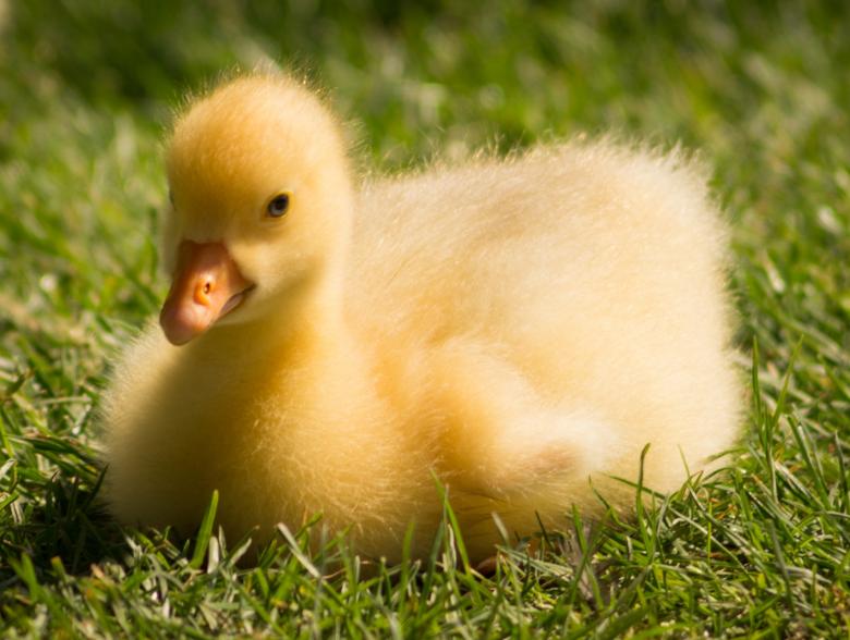 Free stock image of Wild Gosling created by Pixabay
