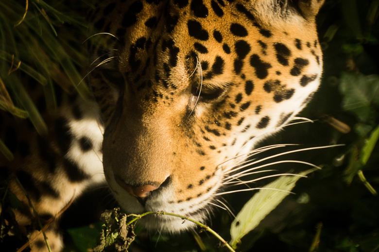 Free stock image of Wild Jaguar created by Pixabay