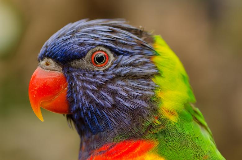 Free stock image of Colorful Parrot created by Pixabay
