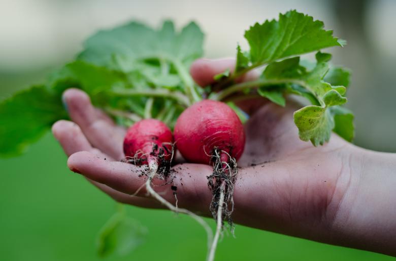 Free stock image of Fresh Radish created by Pixabay
