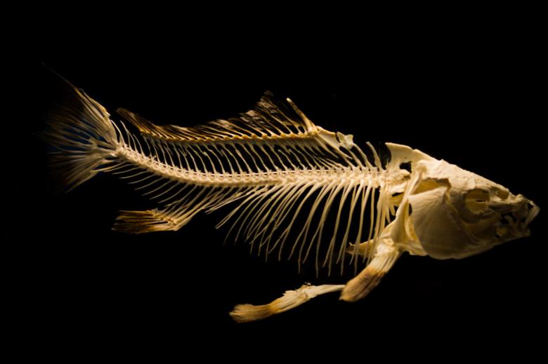 Free stock image of Fish Skeleton created by Pixabay