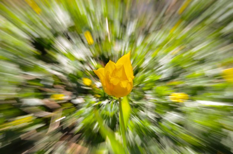 Free stock image of Yellow Tulip created by Pixabay