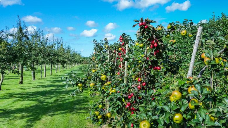 Free stock image of Apple Garden created by Pixabay