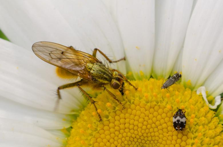 Free stock image of Bug on the Flower created by Pixabay