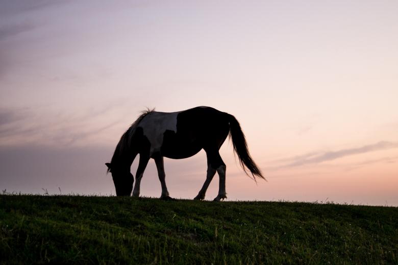 Free stock image of Lonely Horse created by Pixabay