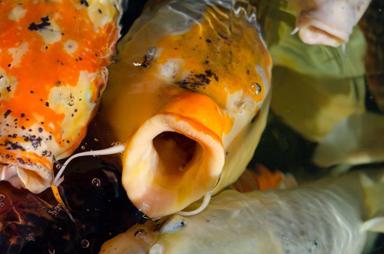 Free stock image of Koi Fish created by Pixabay