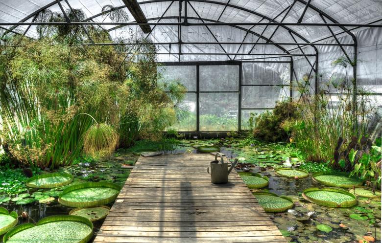 Free stock image of Lotus in the Pond created by Pixabay