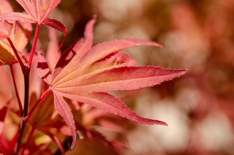 Free stock image of Maple Leaves created by Pixabay