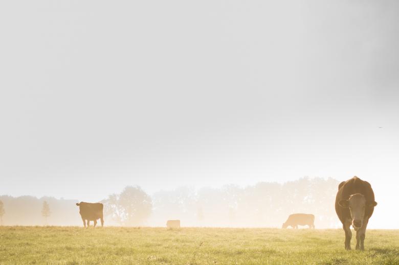 Free stock image of Cattle Farm created by Pixabay
