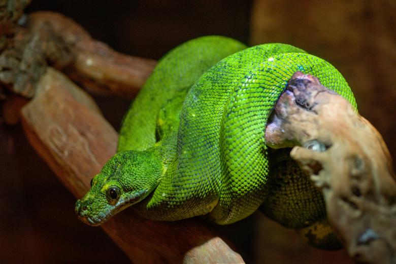 Free stock image of Green Snake created by Pixabay