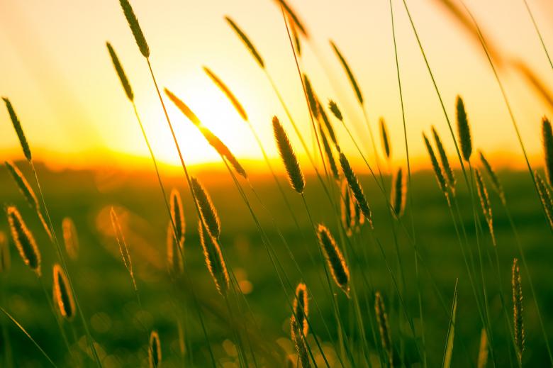 Free stock image of Summer Grass created by Pixabay