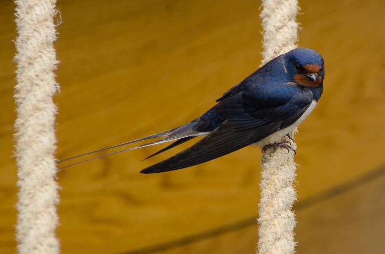 Free stock image of Swallow Bird created by Pixabay