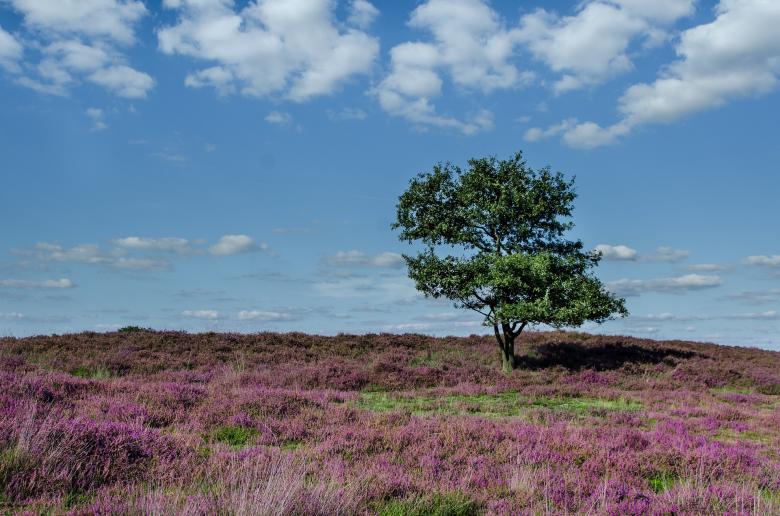 Free stock image of Lonely Tree created by Pixabay