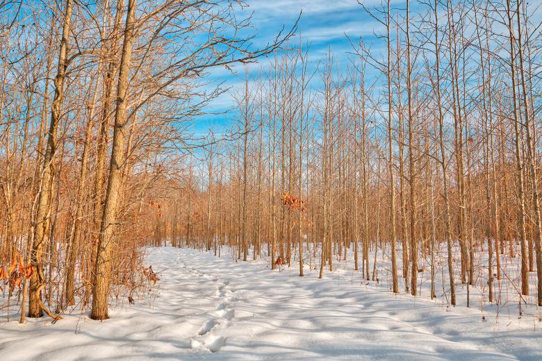 Free stock image of Bare Winter Tree Trail - HDR created by Nicolas Raymond