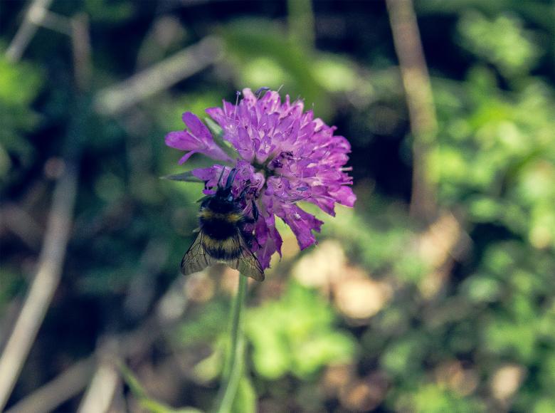 Free stock image of Bug on the flower created by Alen