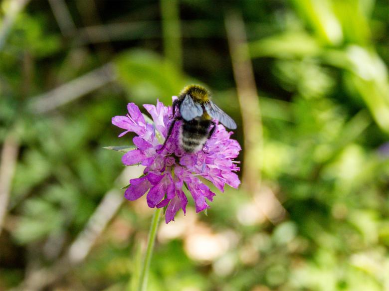 Free stock image of Bee on the flower created by Alen