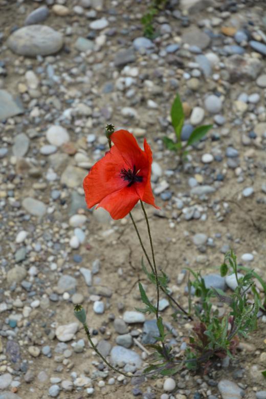 Free stock image of Red Poppy Flower created by Iva Villi