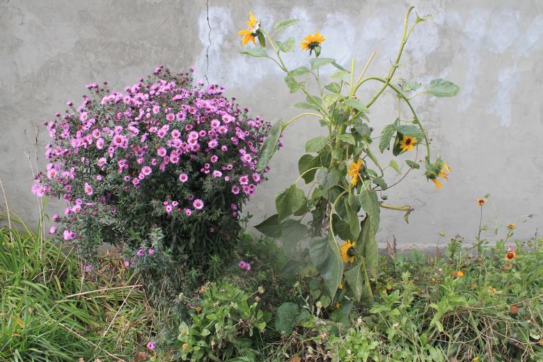 Free stock image of Garden Flowers created by  Талашманов Александр