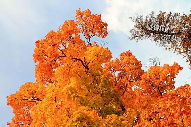 Free stock image of Orange Autumn Trees created by  Талашманов Александр