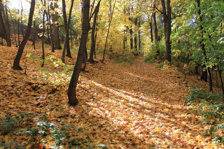 Free stock image of Autumn in the Woods created by  Талашманов Александр