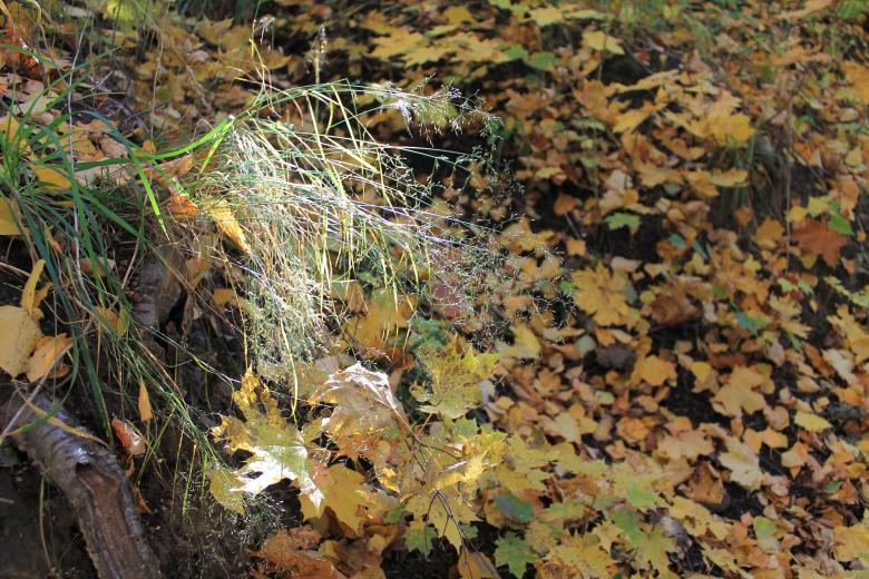 Free stock image of Autumn Woods created by  Талашманов Александр