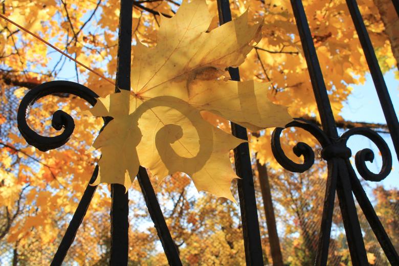 Free stock image of Autumn Leaves on Gate created by  Талашманов Александр