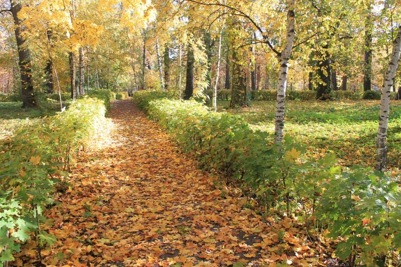 Free stock image of Path in the Woods at Autumn created by  Талашманов Александр