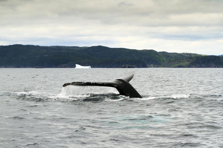 Free stock image of Whale tail  created by Geoffrey Whiteway